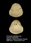 EOCENE-WEMMELIAN Corbula brabantica